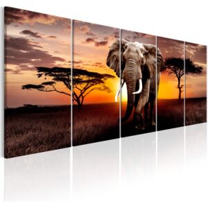 Pětidílný obraz slon Brown + háčky a hřebíčky ZDARMA Velikost (šířka x výška): 150x60 cm