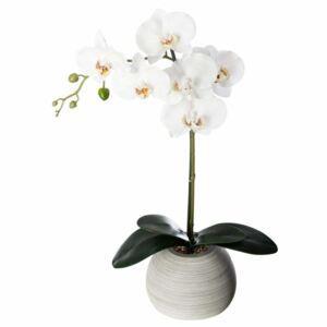 ORCHIDEE REAL TOUCH CIM H.53