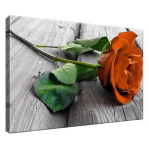 Obraz na plátně Rozkvetlá růže 30x20cm 1309A_1T