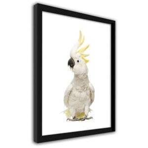 CARO Obraz v rámu - Sulfur-Crested Cockatoo 50x70 cm Černá