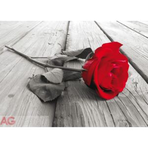 Fototapeta AG Red rose FTNM-2619 | 160x110 cm