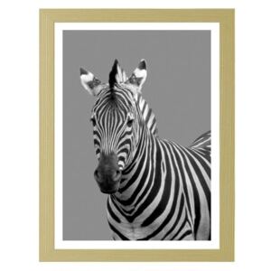 CARO Obraz v rámu - Zebra In Black And White 30x40 cm Přírodní