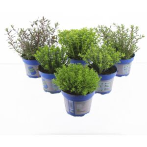 Hebe arm. Green Boys mix - ø12cm
