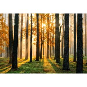 Fototapeta GLIX - Forest Sunrise + lepidlo ZDARMA Papírová tapeta - 254x184 cm