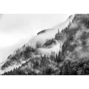 Fototapeta GLIX - Mist in the Forest Noir + lepidlo ZDARMA Papírová tapeta - 254x184 cm
