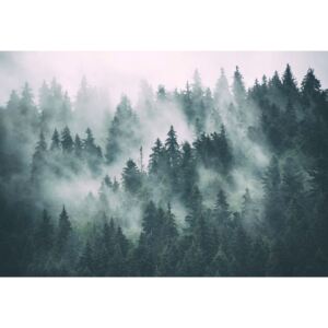 Fototapeta GLIX - Forest in the Mist + lepidlo ZDARMA Papírová tapeta - 254x184 cm