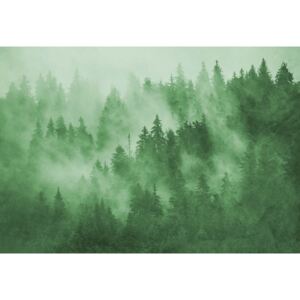 Fototapeta GLIX - Forest in the Mist in Green + lepidlo ZDARMA Papírová tapeta - 254x184 cm