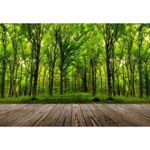 Fototapeta GLIX - Step into the deep green Wood + lepidlo ZDARMA Papírová tapeta - 368x254 cm