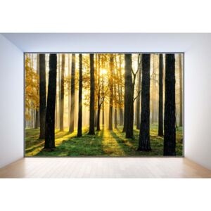 Fototapeta GLIX - Penthouse View Forest Sunrise + lepidlo ZDARMA Papírová tapeta - 254x184 cm