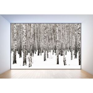 Fototapeta GLIX - Penthouse View Birch Forest + lepidlo ZDARMA Papírová tapeta - 254x184 cm