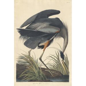 Obraz, Reprodukce - Great blue Heron, 1834, John James (after) Audubon