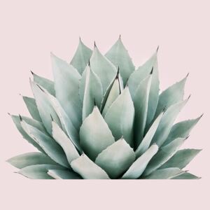 Umělecká fotografie Blushing succulent, Sisi & Seb