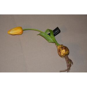 CERINO Umělá květina Tulipán s cibulkou 27cm žlutý 1ks