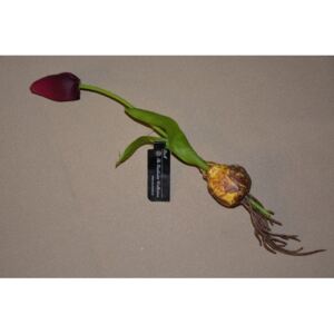 CERINO Umělá květina Tulipán s cibulkou 27cm fialový 1ks