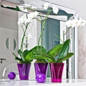 Don-plast květináč na orchidei slim výška 16,5cm růžová transparentní