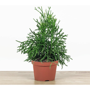 Hatiora bambusoides - 30cm | ø12cm