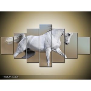 Obraz bílého koně v pohybu (F002629F210100)