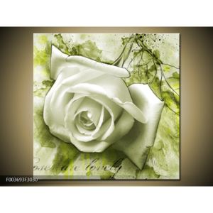 Obraz bílé růže na zeleném pozadí (F003693F3030)