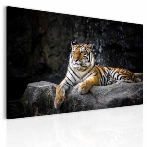 Jednodílný obraz tygr + háčky, hřebíčky, čistící hadřík ZDARMA Velikost (šířka x výška): 90x60 cm