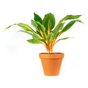 Gardners.cz Chlorophytum Green Orange, průměr 12 cm