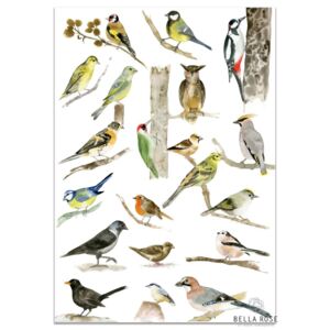 Plakát s ptáčky A3 Birds (kód TYDEN na -20 %)
