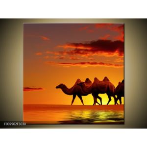 Obraz velbloudů při západu slunce (F002902F3030)