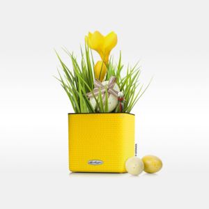 Lechuza Samozavlažovací květináč Lechuza Cube Color pr.14cm - žlutá