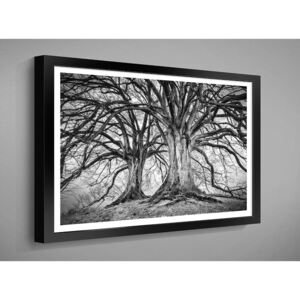 OBRAZ 60x40 BW černobílé RÁMEČEK BW: 0002