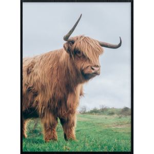 Plakát Highland cattle Rozměr plakátu: 40 x 50 cm