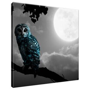 Obraz na plátně Modrá sova a měsíc 30x30cm 2185A_1AI