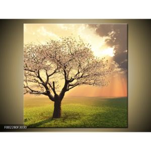 Obraz kvetoucího stromu (F002280F3030)