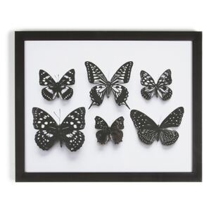 Rámovaný obraz 102498, Botanical Butterflies Framed Print, Wall Art, Graham Brown