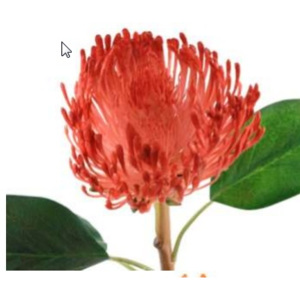 Animadecor Umělá květina - Africká protea červená