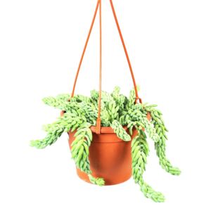 Sedum Morganianum - závěs, průměr 17 cm Rozchodník, opičí ocásek