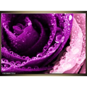 Obraz kapek vody na fialovém květu (F003884F7050)