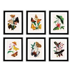 Úplná sada Exotičtí motýli - 6 obrázků na zeď