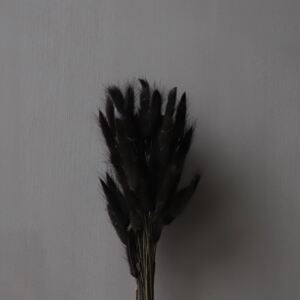 COOEE Design Sušené květy Lagurus - Black