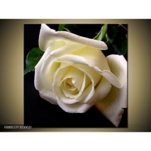 Obraz bílé růže (F000537F3030GD)