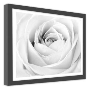 CARO Obraz v rámu - White Rose 40x30 cm Černá