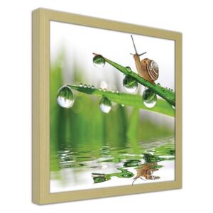 CARO Obraz v rámu - A Snail On Dewy Grass 20x20 cm Přírodní