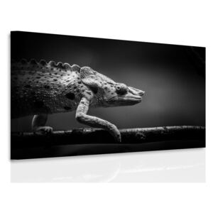 InSmile ® Obraz na plátně chameleon Velikost (šířka x výška): 90x60 cm