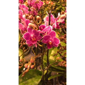 Phalaenopsis mf. purple - ø12cm