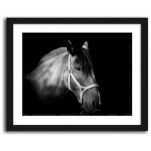 CARO Obraz v rámu - Horse On A Black Background 40x30 cm