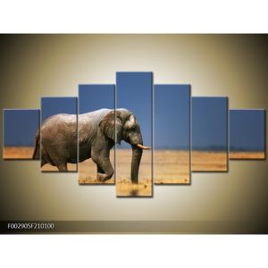 Obraz slona v savaně (F002905F210100)