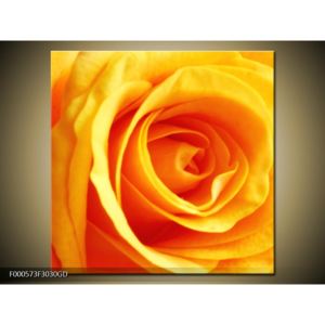 Obraz oranžové růže (F000573F3030GD)