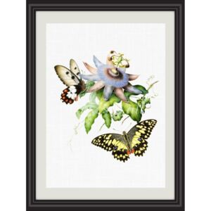 Obrázek motýl žluťásek A4 (210 x 297 mm): 210 x 297 mm
