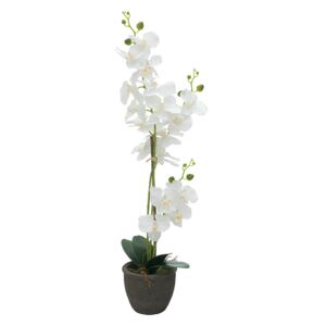 Orchidej s bílými květy, 80 cm - MAXINAKUP.cz