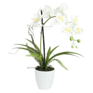 Orchidej bílá v dekoračním květináči, 8 květů, 62 cm - MAXINAKUP.cz