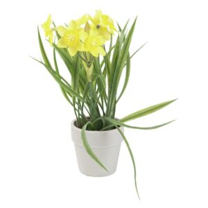 Narcis se žlutými květy, 22 cm - MAXINAKUP.cz
