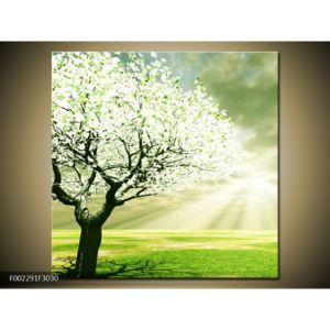 Obraz stromu na jaře (F002291F3030)